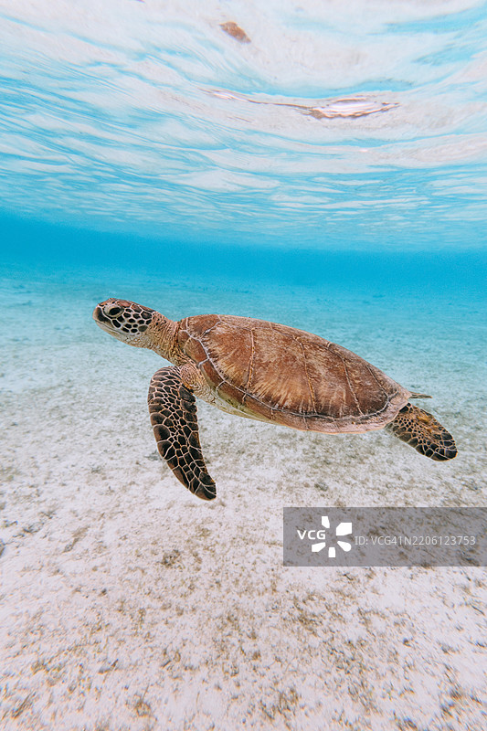 清澈热带水域中的绿海龟，冲绳，日本图片素材