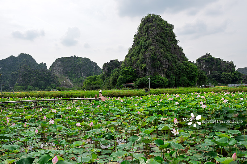 宁平省潭谷的水莲池中的木栈道图片素材