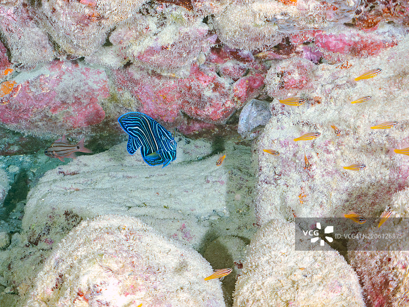 美丽而大型的斑马天使鱼（Pomacanthus semicirculatus）及其他鱼类。一群美丽的幼年南方橙线红雀鱼（Ostorhinchus properuptus）和其他幼鱼。图片素材