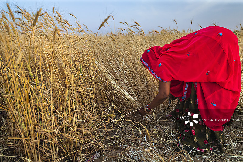 印度女性在印度割小麦。图片素材