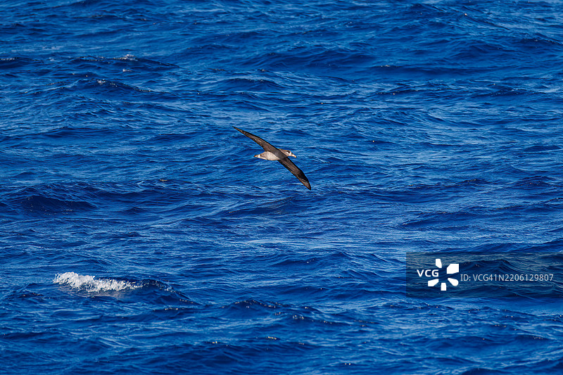 一只巨大的黑脚信天翁,Diomedea nigripes,在海岸上空飞翔。乘坐东海汽船的橘花丸,航行于东京湾 - 八丈岛,伊豆群岛,太平洋航线。- 2025年3月1日图片素材