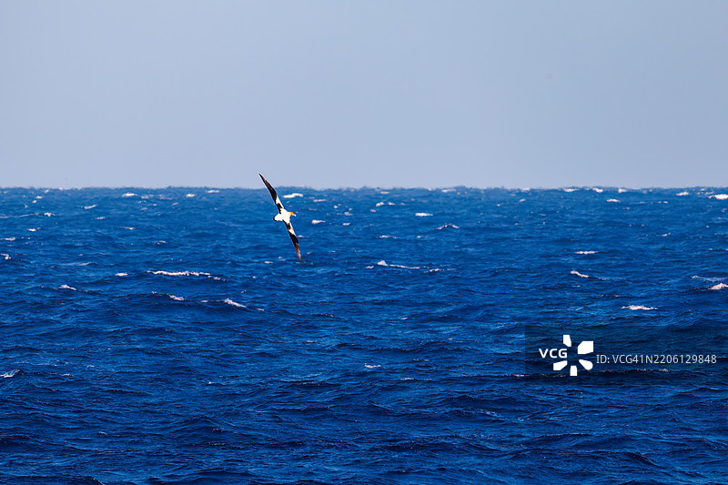一只巨大的短尾信天翁（Phoebastria albatrus）在海岸飞翔。乘坐东海汽船的橘花丸，航行于东京湾至八丈岛的伊豆群岛，太平洋航线。- 2025年3月1日图片素材