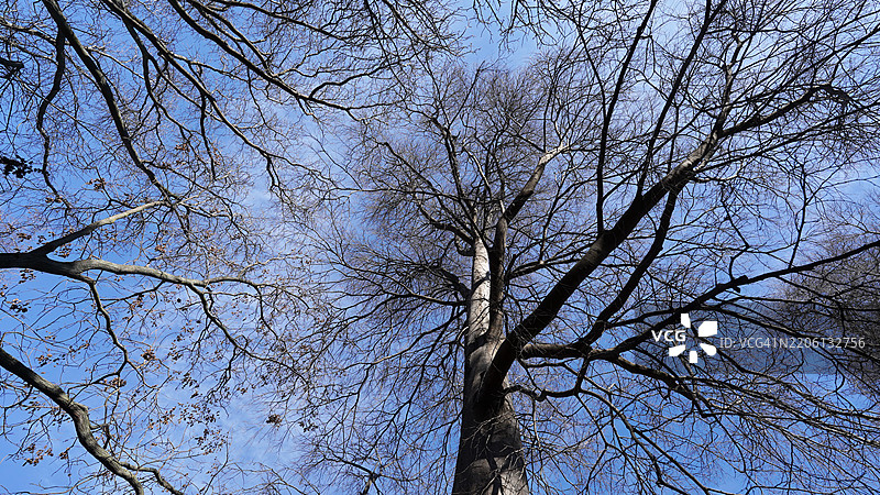 树木与天空相映图片素材