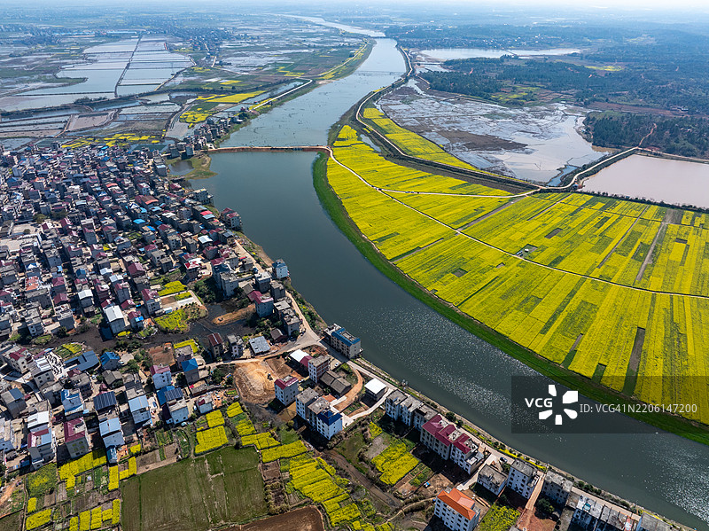 乡村田园风光，俯瞰河边的油菜花图片素材