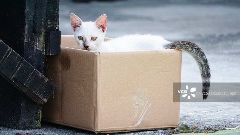 白色小猫在户外玩纸箱的特写镜头图片素材