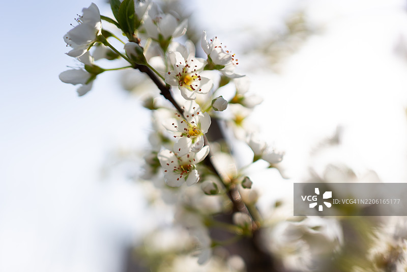 春天公园里盛开的桃花、梅花和杏花图片素材