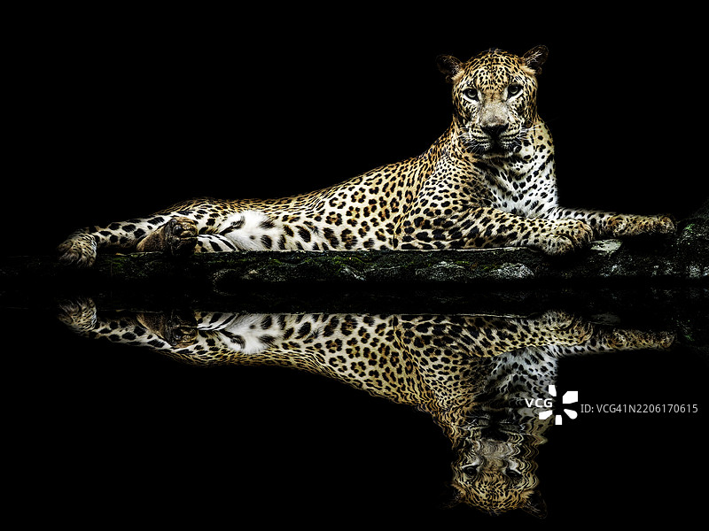 豹子坐着，倒影与黑色背景图片素材