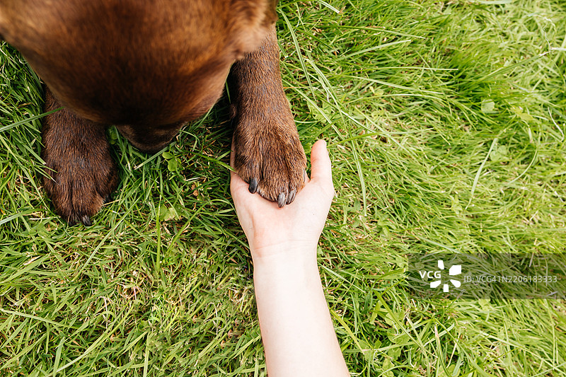 孩子手中握着狗爪，背景是绿色的草地。友谊、支持和帮助的概念。图片素材