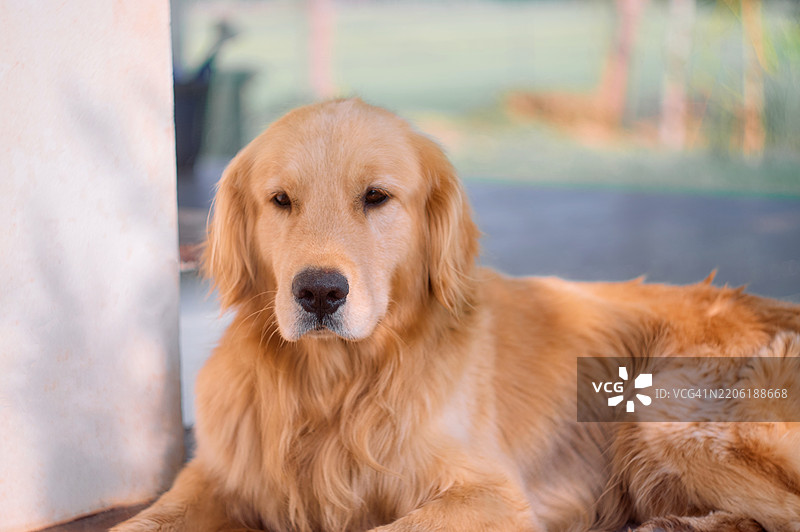 金毛猎犬在阳台上享受晨光的放松时光图片素材