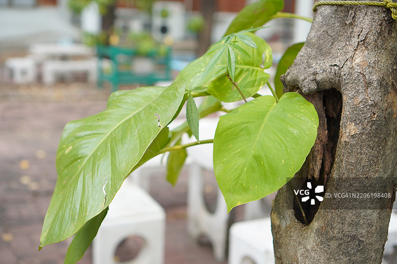 波士顿蕨图片素材
