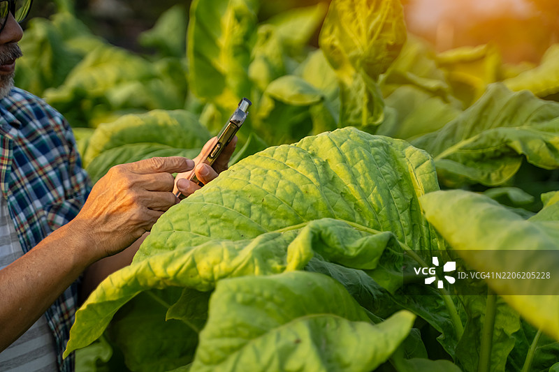 烟草农民使用移动应用程序检查他们田地中弗吉尼亚烟叶的质量。图片素材