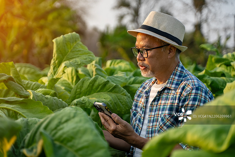 烟草农民使用移动应用程序检查他们田地中弗吉尼亚烟叶的质量。图片素材