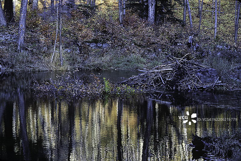 北美海狸（Castor canadensis） - 巢穴图片素材