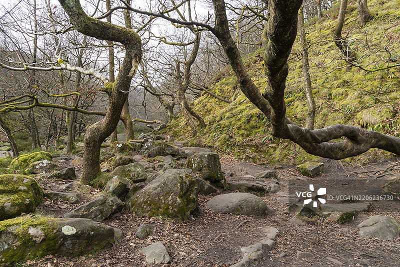 德比郡英格兰伍德黑德的中黑克劳森林图片素材