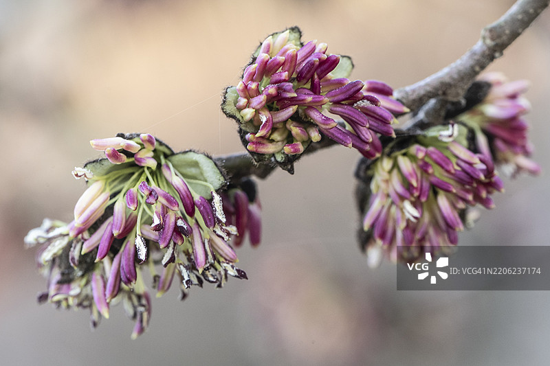 铁木树（Parrotia persica）的花朵，莱茵兰-普法尔茨，德国，欧洲图片素材