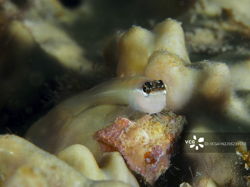 一只小而好奇的班达梳齿鳗(Ecsenius bandanus)从珊瑚中探出头来,潜水地点为巴厘岛佩尼亚潘甘的甜蜜礁。图片素材