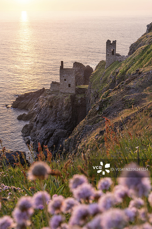 博塔拉克矿的皇冠引擎房遗址，也称为皇冠矿。前景中盛开的海滨石竹（Armeria maritima）。傍晚日落时分。博塔拉克，彭赞斯，康沃尔，英格兰，英国图片素材