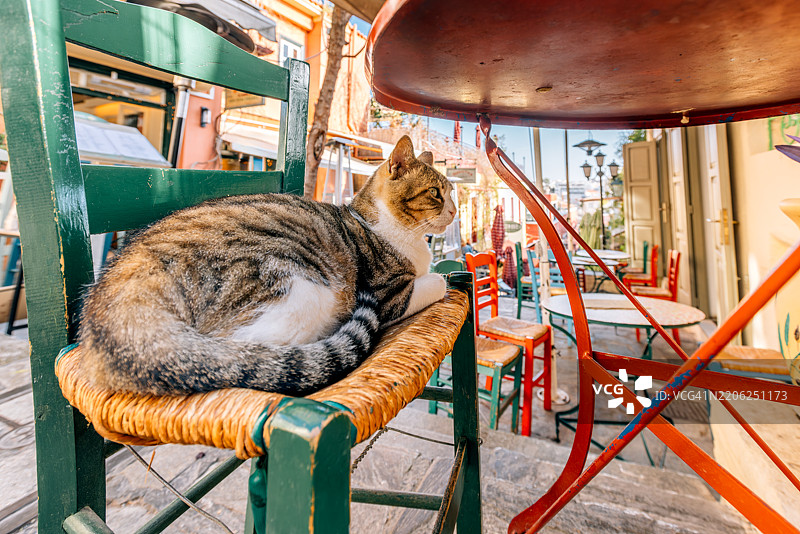 在希腊雅典普拉卡历史区的人行道咖啡馆里放松的猫图片素材