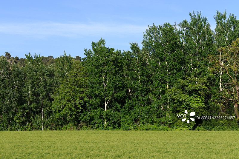 草地、森林、天空图片素材