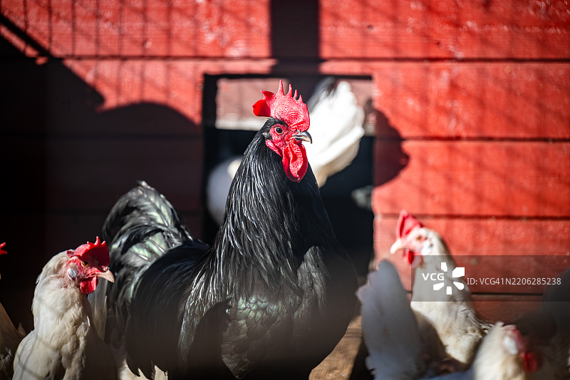 这只黑公鸡与他的母鸡相比显得巨大。图片素材