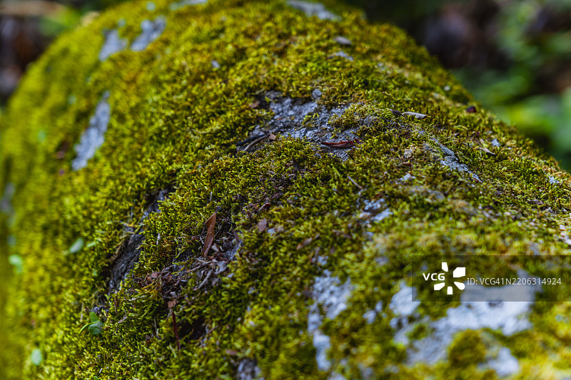 树皮上生长的苔藓图片素材