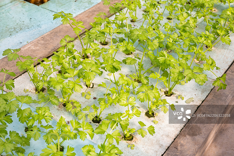 温室中种植的芹菜图片素材