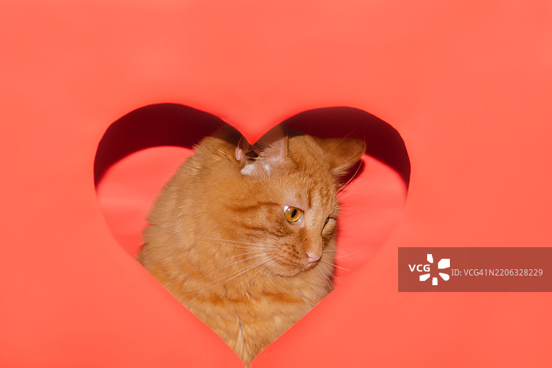毛茸茸、吃得饱饱、快乐的橘猫在家中，旁边有一个红色的心。用于宣传兽医诊所和药品、动物饲料、猫砂的照片。关爱我们的小兄弟们。情人节。图片素材
