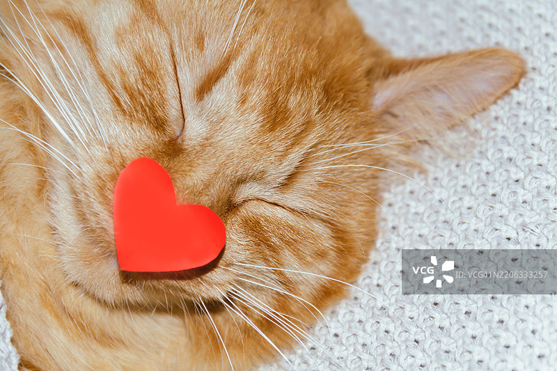 毛茸茸、吃得饱饱的快乐橘猫在家中，旁边有一个红色心形图案。用于宣传兽医诊所和药品、动物饲料、猫砂的照片。关爱我们的小兄弟们。情人节。图片素材