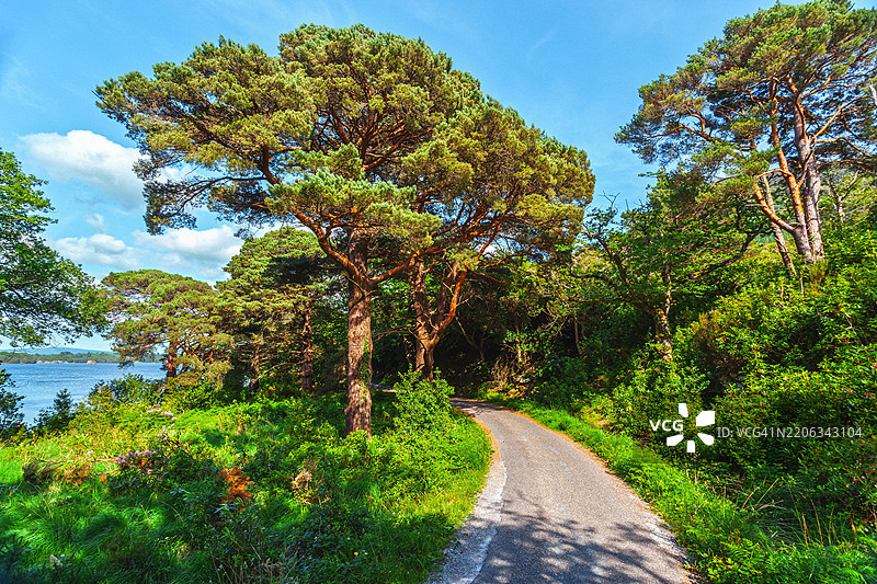 爱尔兰基拉尼国家公园的风景如画的森林道路图片素材
