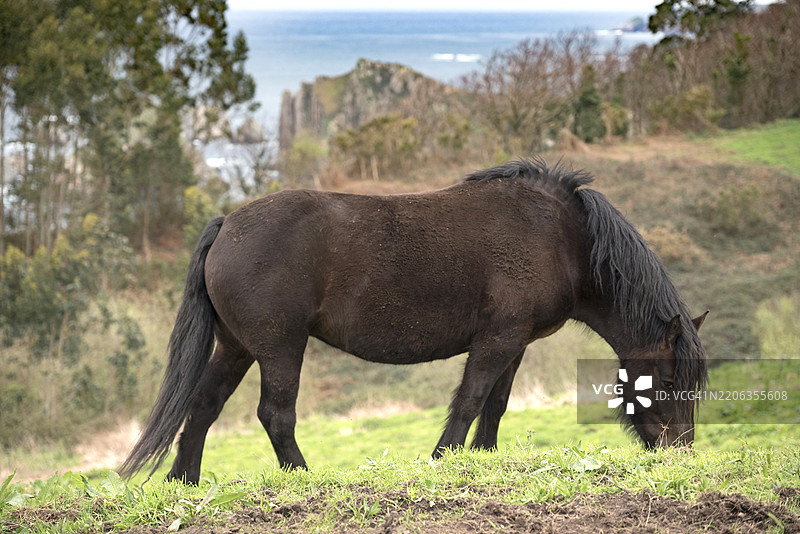 阿斯图尔孔马在西班牙阿斯图里亚斯的海岸山坡上吃草图片素材