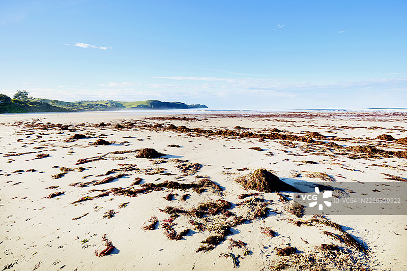 在退潮时，蓝天映衬下的海滩上有海草和海藻。图片素材