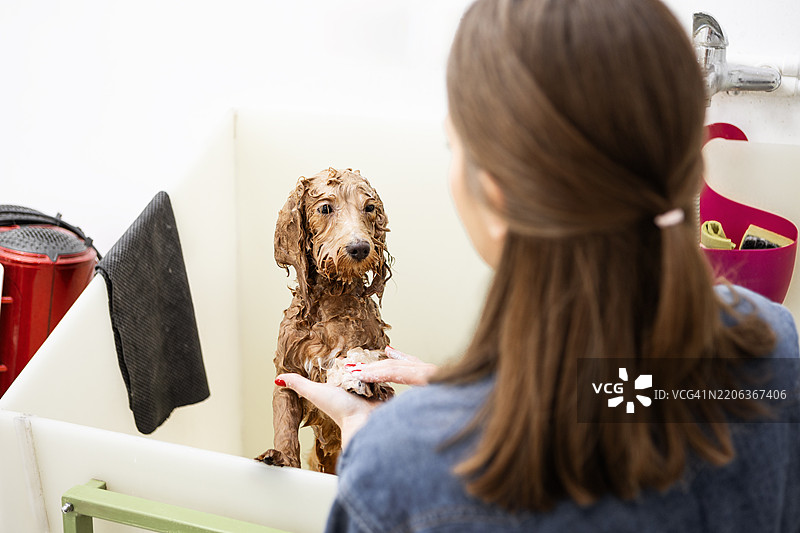 女人在浴缸里给贵宾犬洗澡图片素材