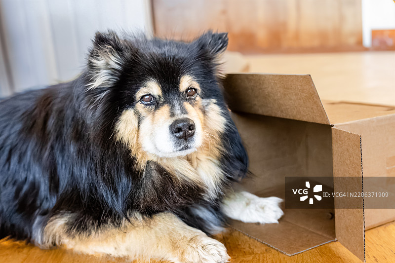 我们可以看到狗的身体更多，他把爪子放在盒子里。图片素材