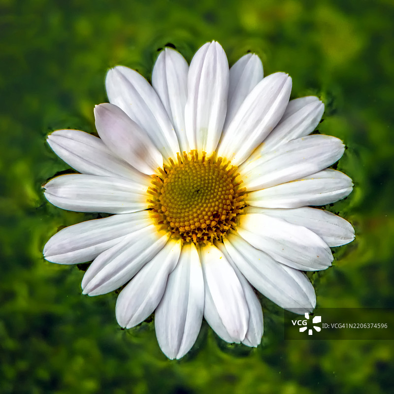 盛开的雏菊特写图片素材