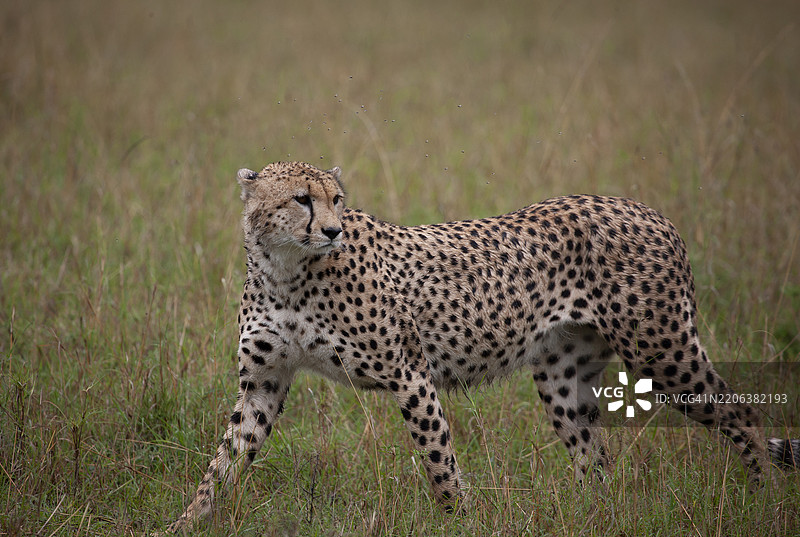 肯尼亚。马赛马拉国家保护区的猎豹（Acinonyx jubatus）。图片素材