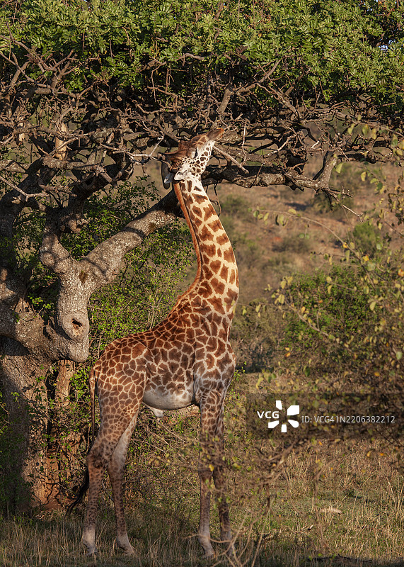 长颈鹿在吃树叶图片素材