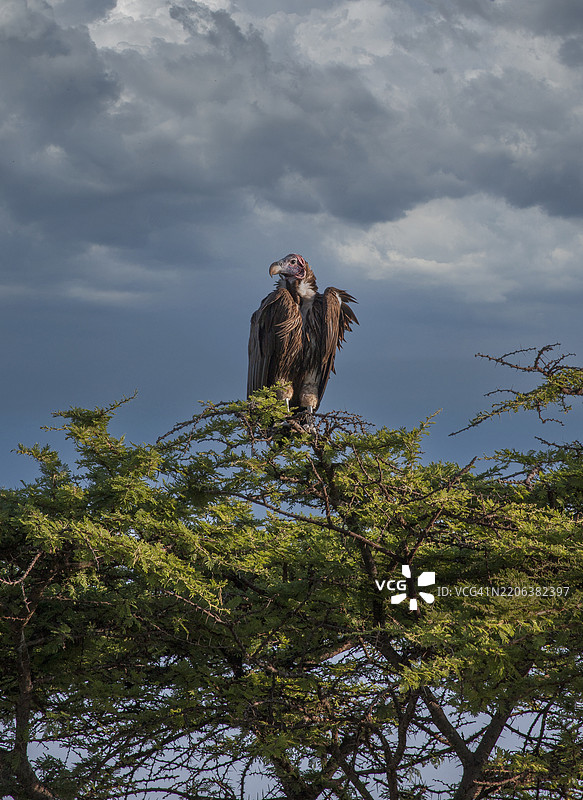 肯尼亚。马赛马拉国家保护区。一只努比亚秃鹫（Trogos tracheliotus）栖息在金合欢树顶上。图片素材