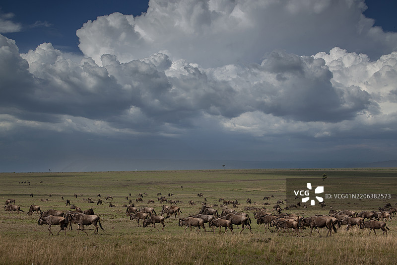 肯尼亚。马赛马拉国家保护区的角马迁徙。图片素材