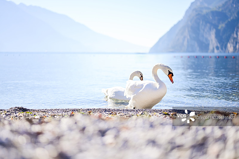 两只优雅的天鹅从沙滩进入加尔达湖图片素材