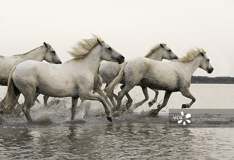 卡马尔格马在法国的浅水中奔跑图片素材
