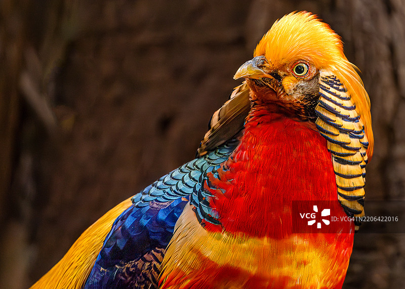 金色雉鸡的特写肖像图片素材