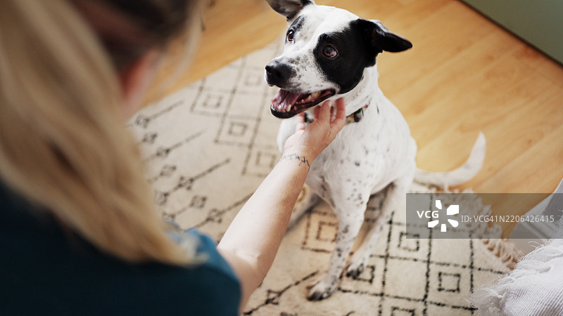 快乐的狗与人一起在室内展现愉快的互动和爱意图片素材