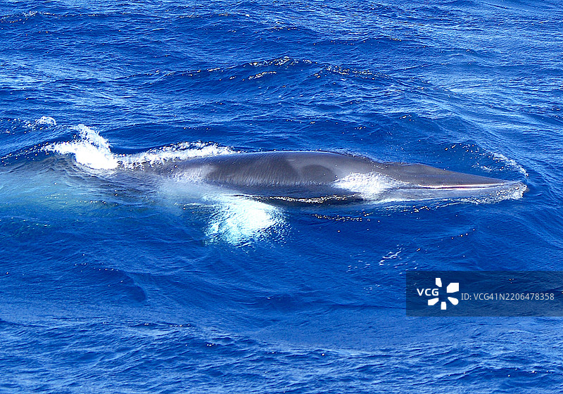 一头矮小的小须鲸在海面上。图片素材