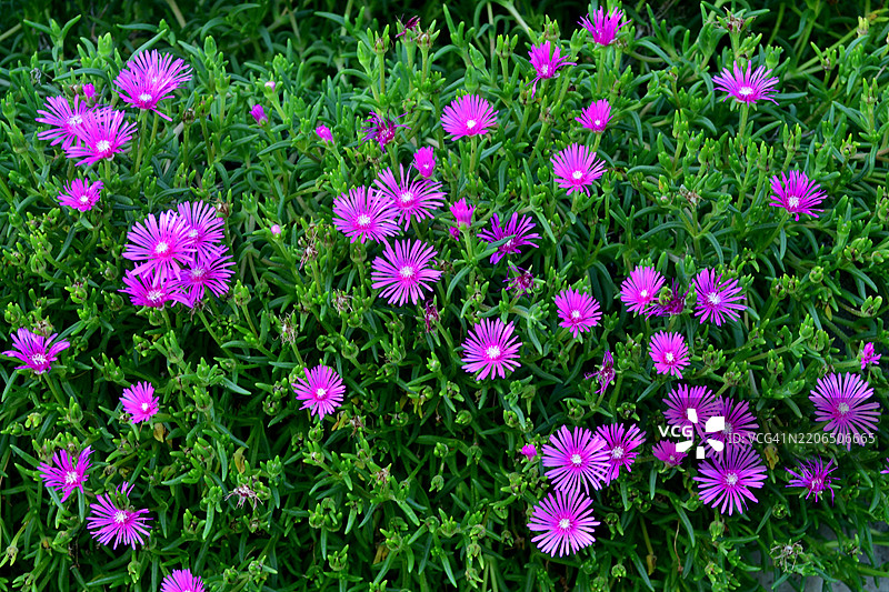 石竹花 / 边缘紫色、红色和粉色花朵:受欢迎的乡村花园花卉图片素材