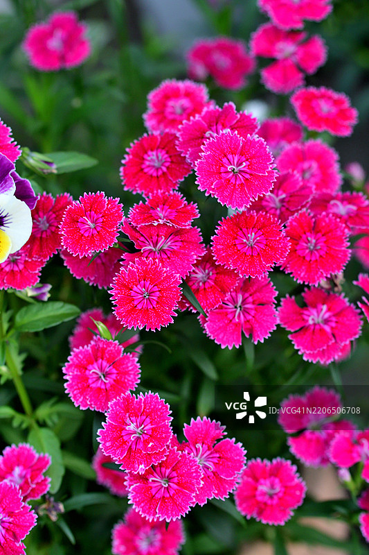 石竹花 / 边缘紫色、红色和粉色花朵：受欢迎的乡村花园花卉图片素材