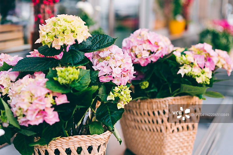 美丽的绣球花在编织篮子中展示，阳光明媚的日子里。图片素材