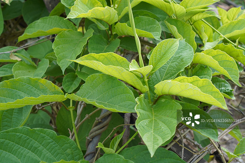 甘草 Glycyrrhiza glabra图片素材