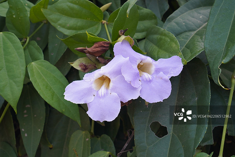 紫花泰国香草月桂钟藤，蓝色喇叭藤，月桂叶吞拿藤，吞拿藤（Thunbergia laurifolia Lindl.）。图片素材