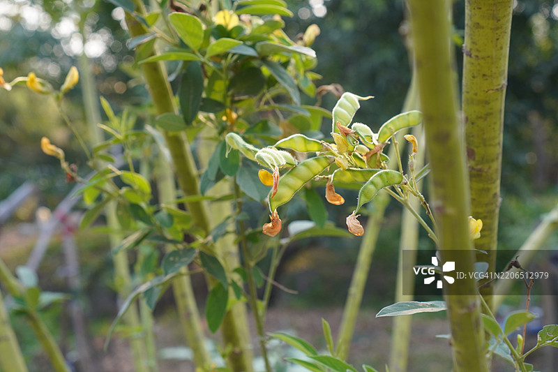 鸽豆(Cajanus canja L Millsp),属于豆科,常被称为Kadios。豆荚扁平,年轻的豆荚呈绿色,而老豆荚上的红色条纹则变为棕黑色,植物在自然背景中盛开。图片素材