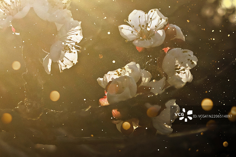 春天的樱花 - 精致的春季花朵，伴有花粉和温暖的散景图片素材